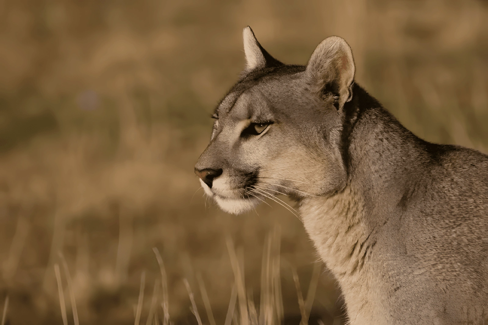Avistaje de fauna en Parque Patagonia, Santa Cruz