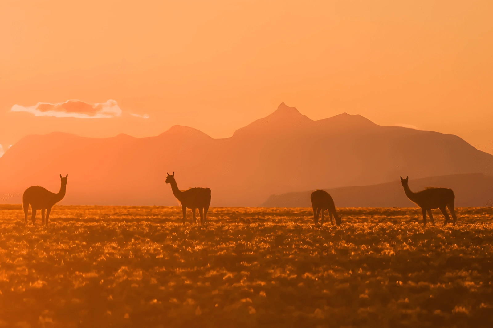guanacos (2)