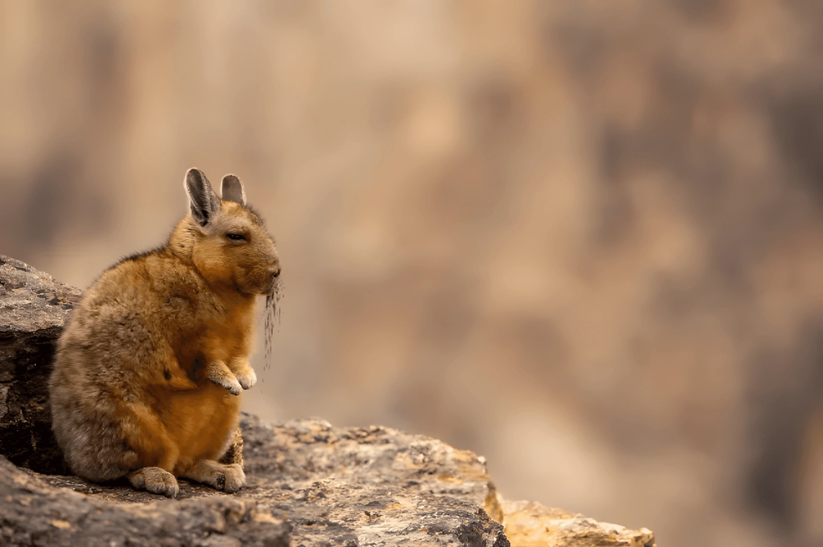 viscacha
