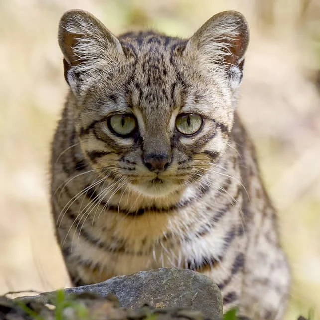 Gato Montés