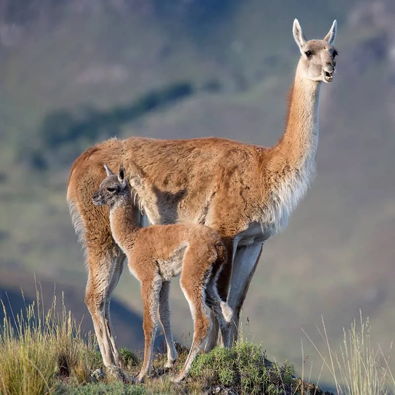 Guanaco