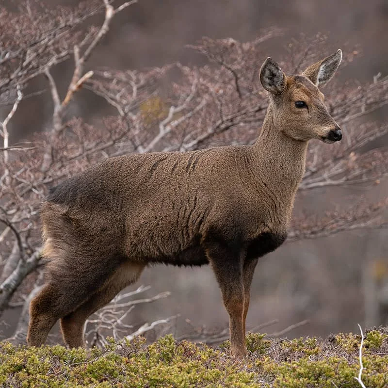 Huemul