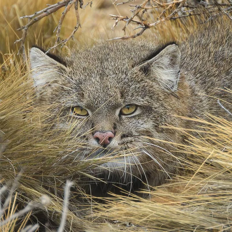 Gato del pajonal