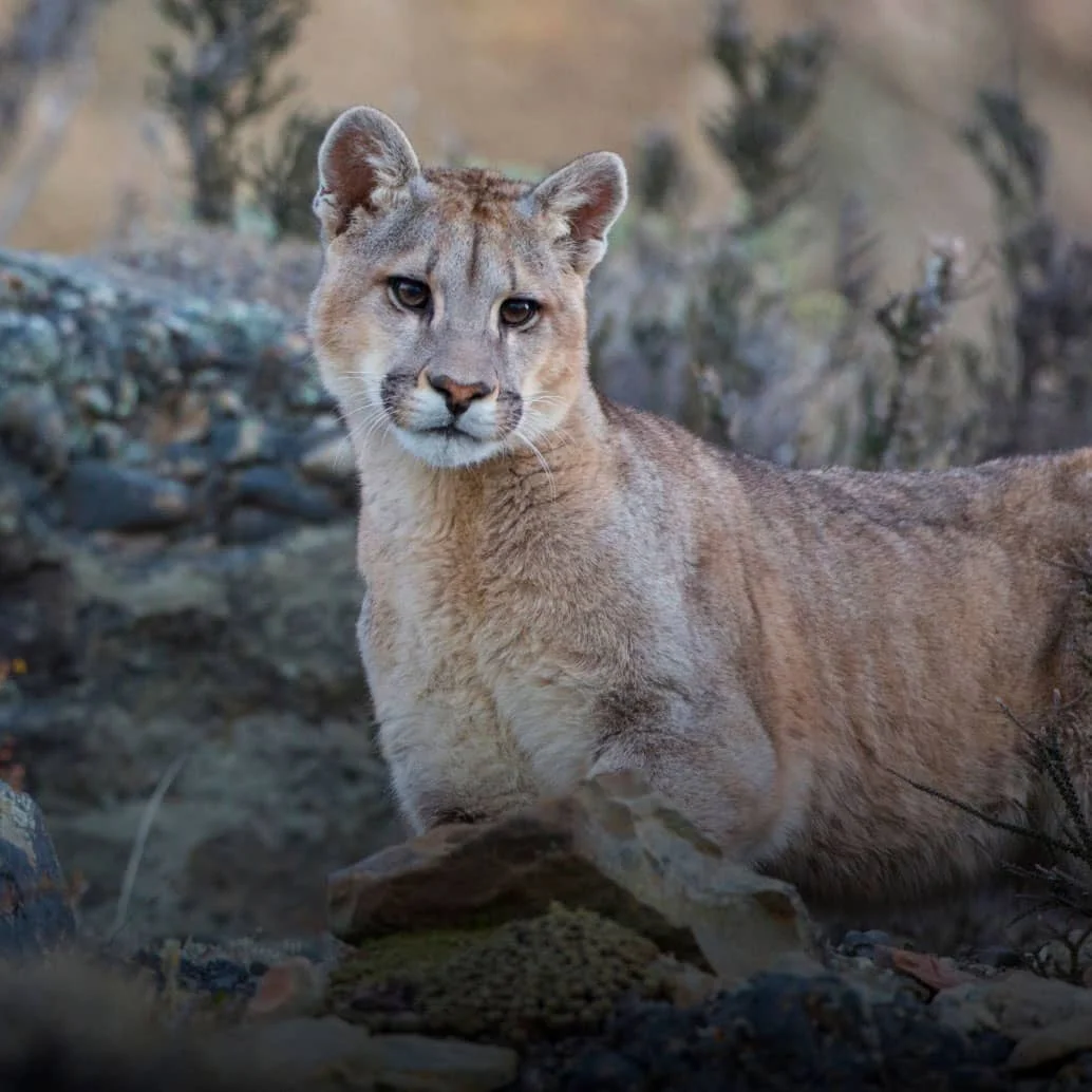 Puma